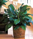 Spathiphyllum Plant Spathiphyllum Plant