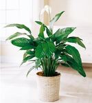 Spathiphyllum Plant