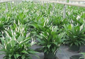 Spathiphyllum 'Sweet Chico' 8 inches