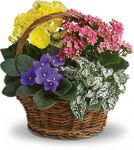 Spring Has Sprung Mixed Basket Spring Has Sprung Mixed Basket
