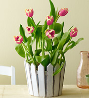 Spring Tulip Garden