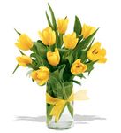Spring Tulips - Yellow Spring Tulips - Yellow