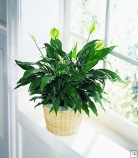 St. Patrick's Day 3/17