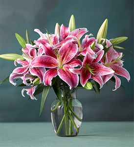 Star Lilies
