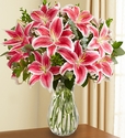 Stargazer Lily Flowers