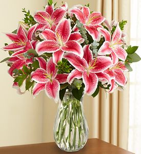 Stargazer Lily Flowers