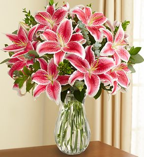 Stargazer Lily Flowers