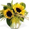 Sunflowers Sunflowers