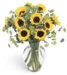 Sunflowers Sunflowers