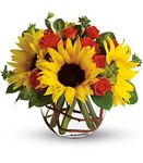 Sunny Sunflowers Sunny Sunflowers
