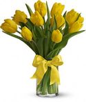 Sunny Yellow Tulips Sunny Yellow Tulips
