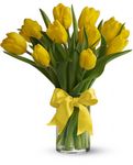 Sunny Yellow Tulips Sunny Yellow Tulips