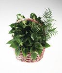 Sympathy basket of mixed green plants.