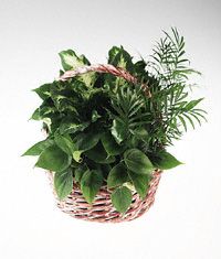 Sympathy basket of mixed green plants.