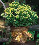 Sympathy Blooming Plants  Yellow Kalanchoe Plant Sympathy Blooming Plants  Yellow Kalanchoe Plant