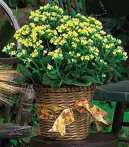 Sympathy Blooming Plants  Yellow Kalanchoe Plant