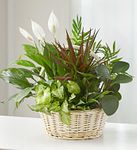 Sympathy Dish Garden Sympathy Dish Garden