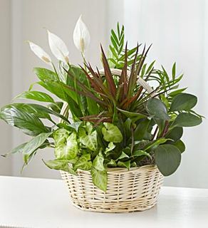 Sympathy Dish Garden 