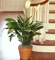 Sympathy Plant 8 inches pot