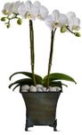 Sympathy Plants Dulce Duet Plants