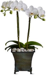 Sympathy Plants Dulce Duet Plants