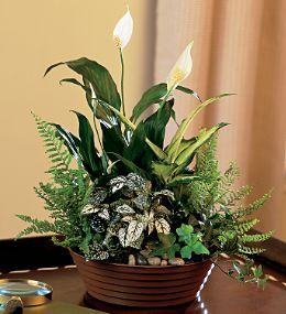 Sympathy Plants & Gift Baskets White Garden Plants