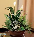 Sympathy Plants & Gift Baskets White Garden Plants