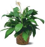 Sympathy Plants Medium Spathiphyllum Plants