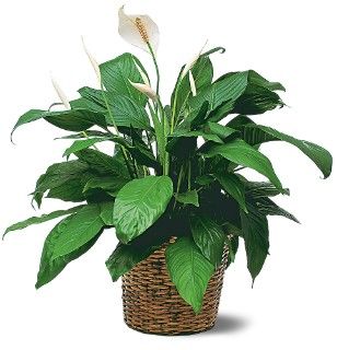 Sympathy Plants Medium Spathiphyllum Plants