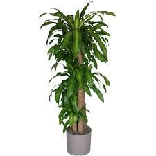 Tall Hawaiian Mass Cane plant 10 pot 