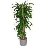 Tall Hawaiian Mass Cane plant 10 pot 