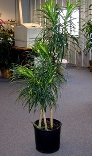 Tall Plants- 