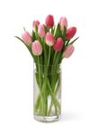 Tender Tulips Bouquet Tender Tulips Bouquet