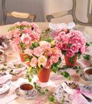 Terra- Cotta Trio Terra- Cotta Trio