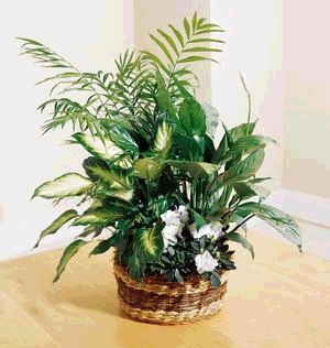  The Overgrown Garden 