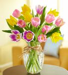 Timeless Tulips Timeless Tulips