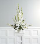 Traditional Gladiolus 