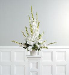 Traditional Gladiolus 
