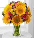 Golden Bouquet Sunflower Golden Bouquet Sunflower