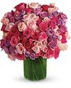 Rose Rapture Rose Rapture