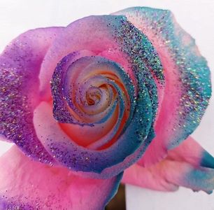 Rainbow pink