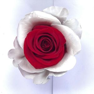 Red and white rose &#127801; color
