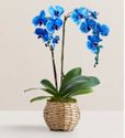 Blue Phalaenopsis Orchid Blue Phalaenopsis Orchid