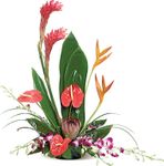 Tropical Arrangement Tropical Arrangement