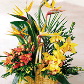 Tropical Basket Arrangements