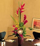 Tropical Beauty Tropical Beauty