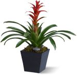 Tropical Flowers Bright Bromeliad Plants