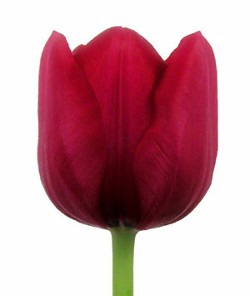 Tulip 