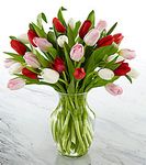 Tulip Bouquet Tulip Bouquet