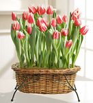 Tulip Bulb Garden